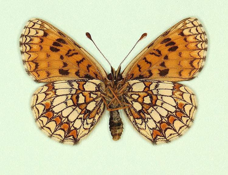 Melitaea athalia female (aberrant form hertha, verso) (Internet Image property of respective owner, non-commercial use only)
